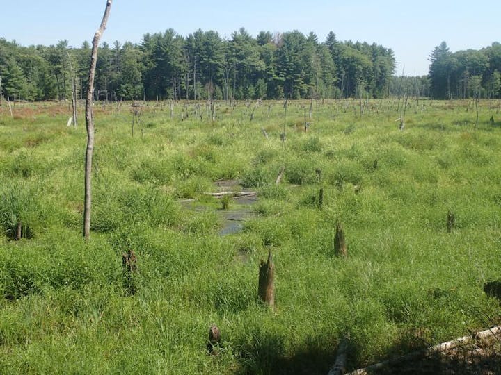 A marshy landscape with tall grasses, a few scattered tree stumps, and a dense forest in the background.