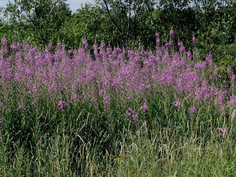 May contain: plant, vegetation, purple, and flower