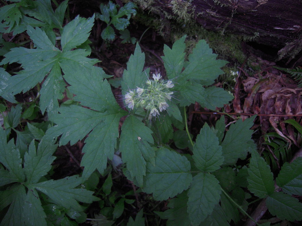 May contain: leaf, plant, herbal, herbs, flower, vegetation, tree, acanthaceae, and green