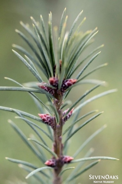 May contain: plant, tree, conifer, pine, and fir