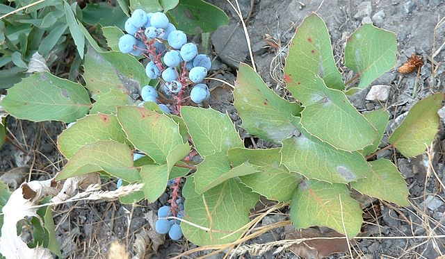 May contain: berry, blueberry, food, fruit, plant, produce, and leaf