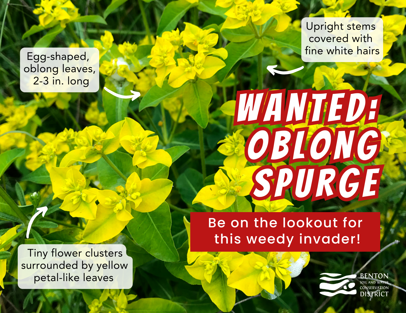 Yellow flowers with oblong leaves and upright stems. Text: "Wanted: Oblong Spurge. Lookout for this weedy invader!"
