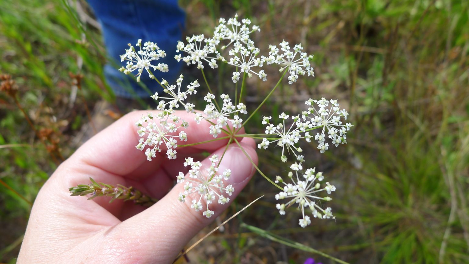 May contain: herbal, herbs, plant, flower, and apiaceae