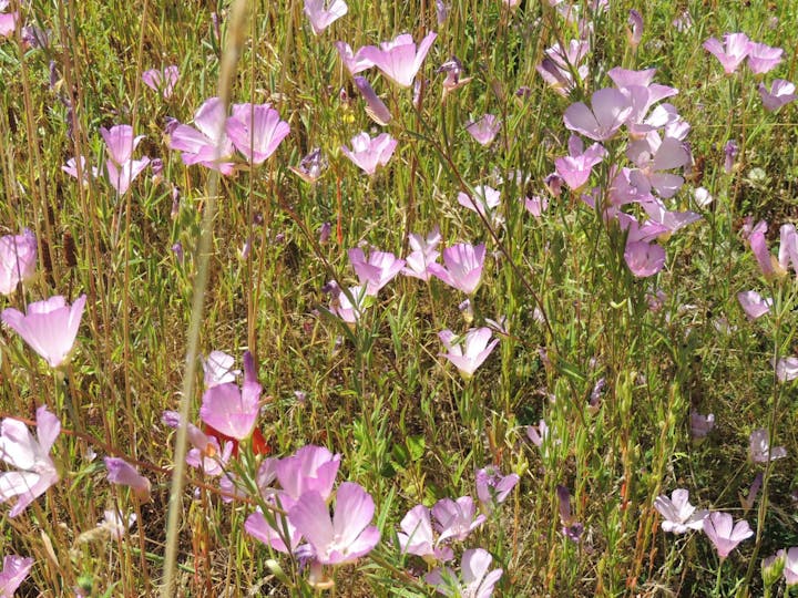 May contain: flower, petal, plant, anemone, geranium, flax, purple, and vegetation