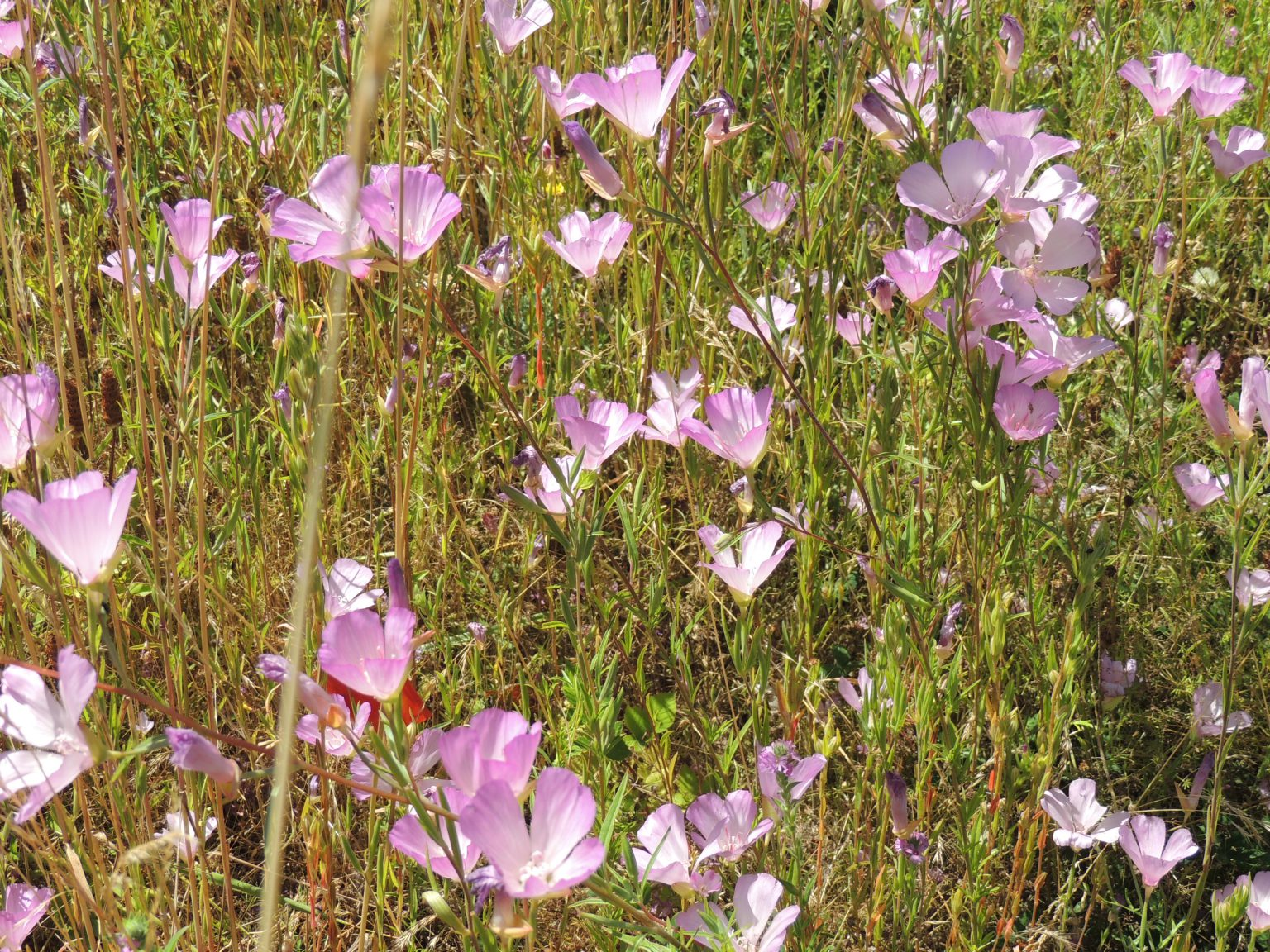 May contain: flower, petal, plant, anemone, geranium, flax, purple, and vegetation