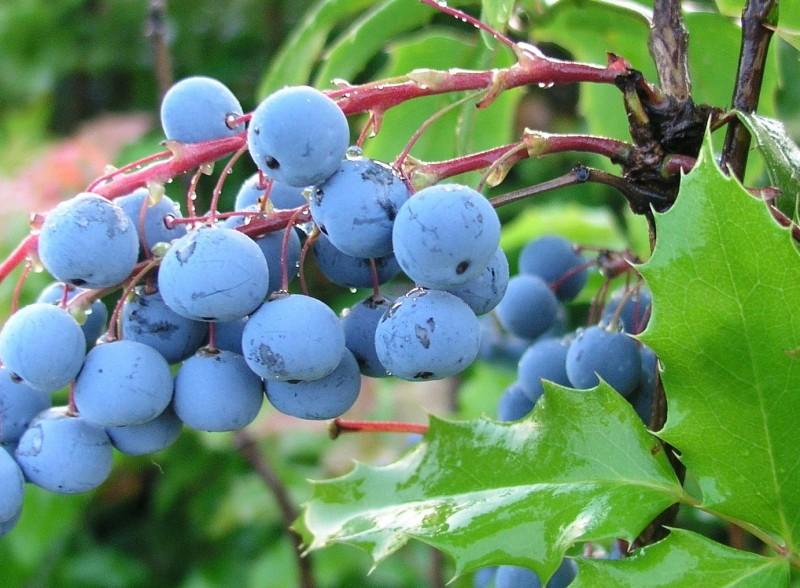May contain: berry, blueberry, food, fruit, plant, produce, and grapes