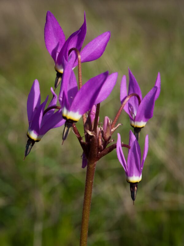 May contain: flower, plant, purple, and petal
