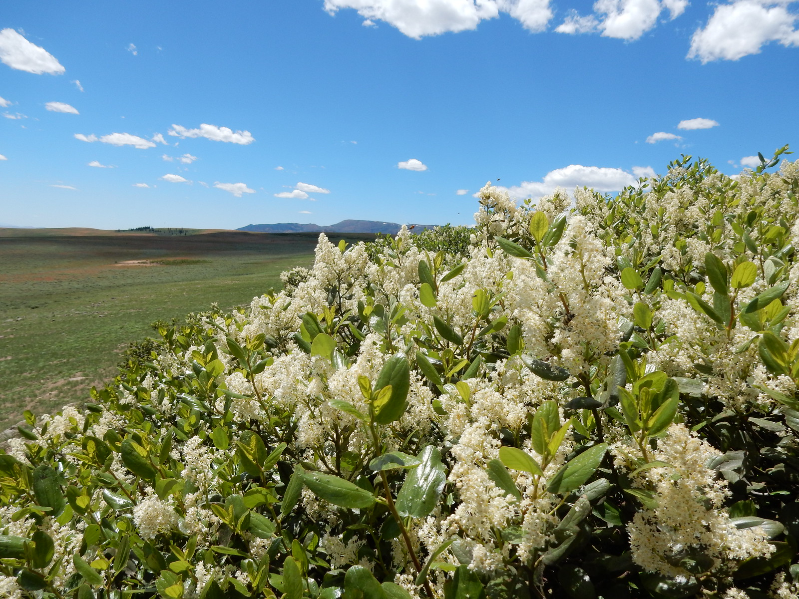 May contain: plant, vegetation, grass, field, grassland, nature, outdoors, flower, land, scenery, and sky