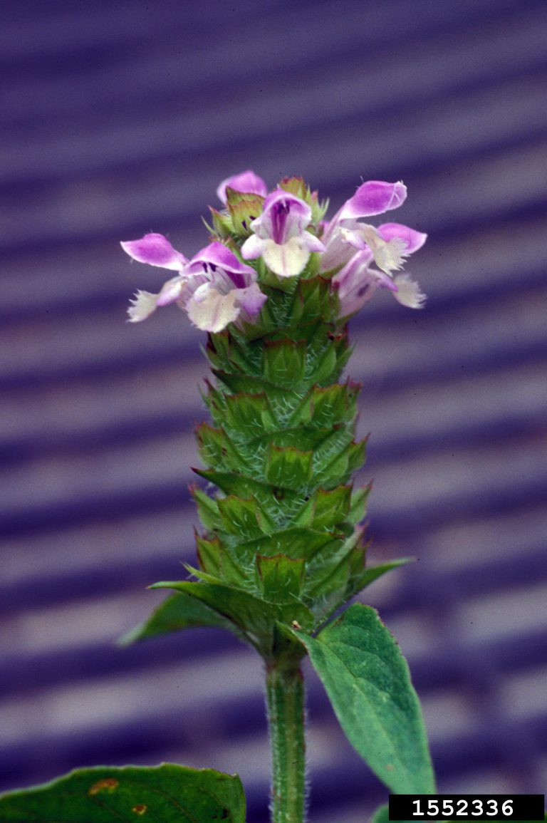 May contain: flower, plant, purple, acanthaceae, petal, and geranium