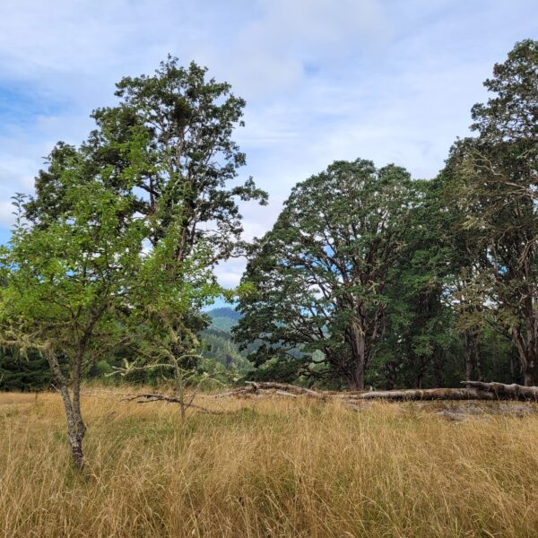 May contain: plant, tree, vegetation, land, nature, outdoors, woodland, grove, field, grassland, savanna, oak, sycamore, and ground