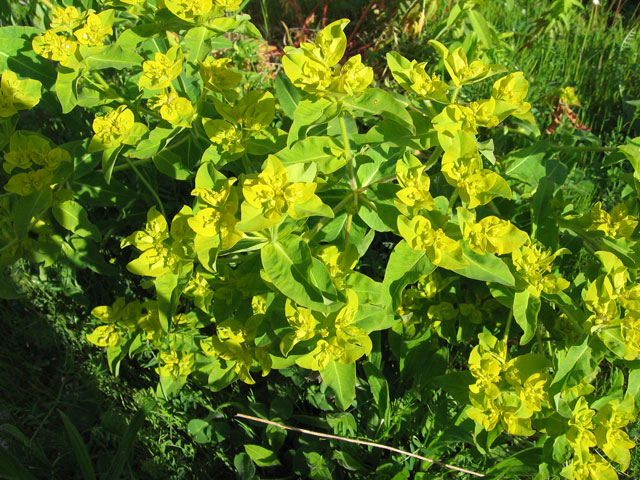 May contain: leaf, plant, vegetation, green, flower, herbal, herbs, and apiaceae