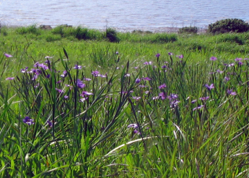 May contain: field, grassland, nature, outdoors, grass, plant, countryside, meadow, rural, vegetation, flower, purple, and iris