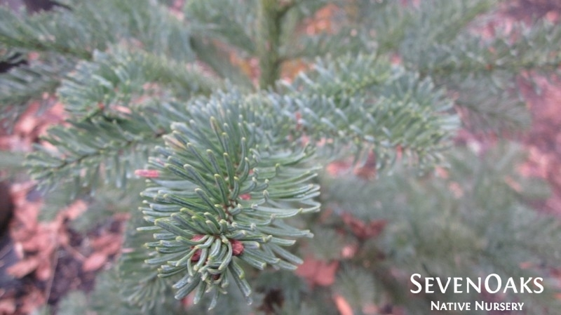 May contain: plant, tree, fir, pine, conifer, and vegetation