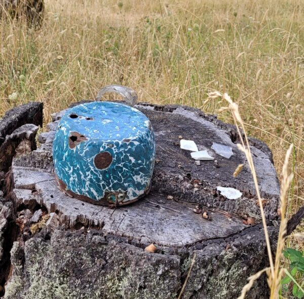 May contain: plant, tree, and tree stump
