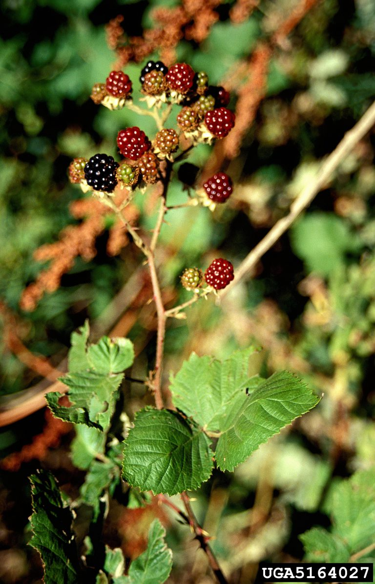 May contain: berry, food, fruit, plant, and produce