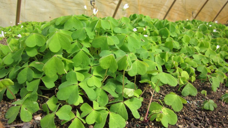 May contain: leaf, plant, herbal, herbs, garden, nature, outdoors, and gardening