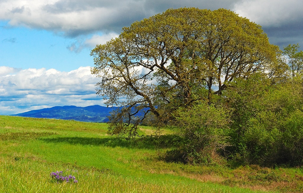 May contain: plant, tree, field, grassland, nature, outdoors, countryside, meadow, rural, tree trunk, oak, landscape, sycamore, grass, and scenery