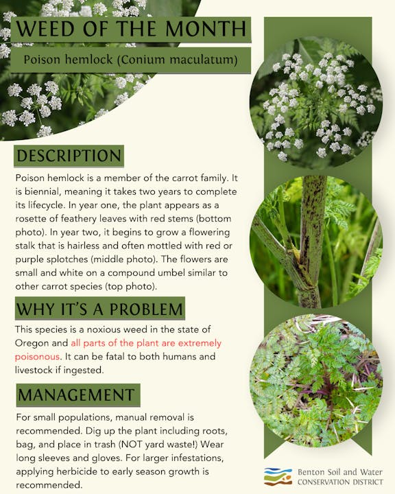 Infographic on poison hemlock: description, dangers, and management tips, by Benton Soil and Water Conservation District.