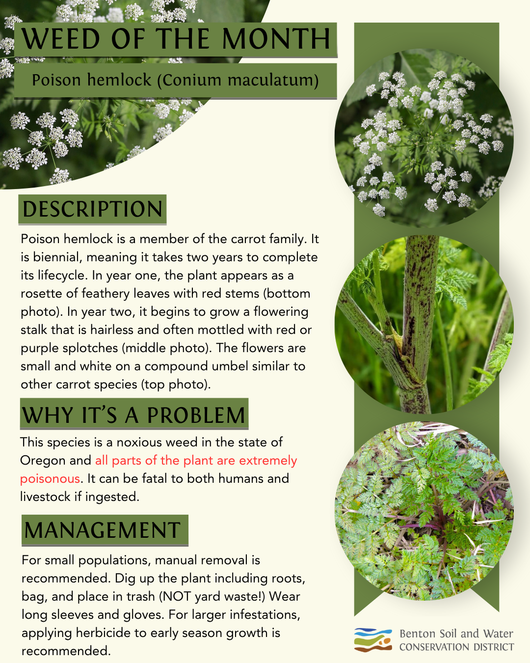 Infographic on poison hemlock: description, dangers, and management tips, by Benton Soil and Water Conservation District.