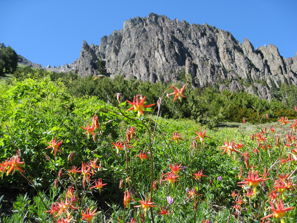 May contain: flower, plant, nature, outdoors, scenery, mountain, mountain range, tree, and peak