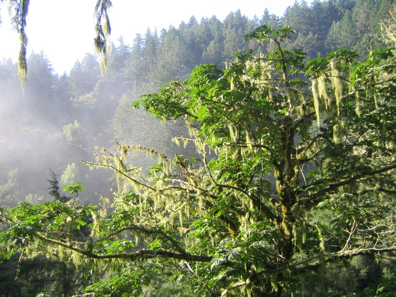 May contain: jungle, land, nature, outdoors, plant, rainforest, tree, vegetation, woodland, grove, scenery, and green