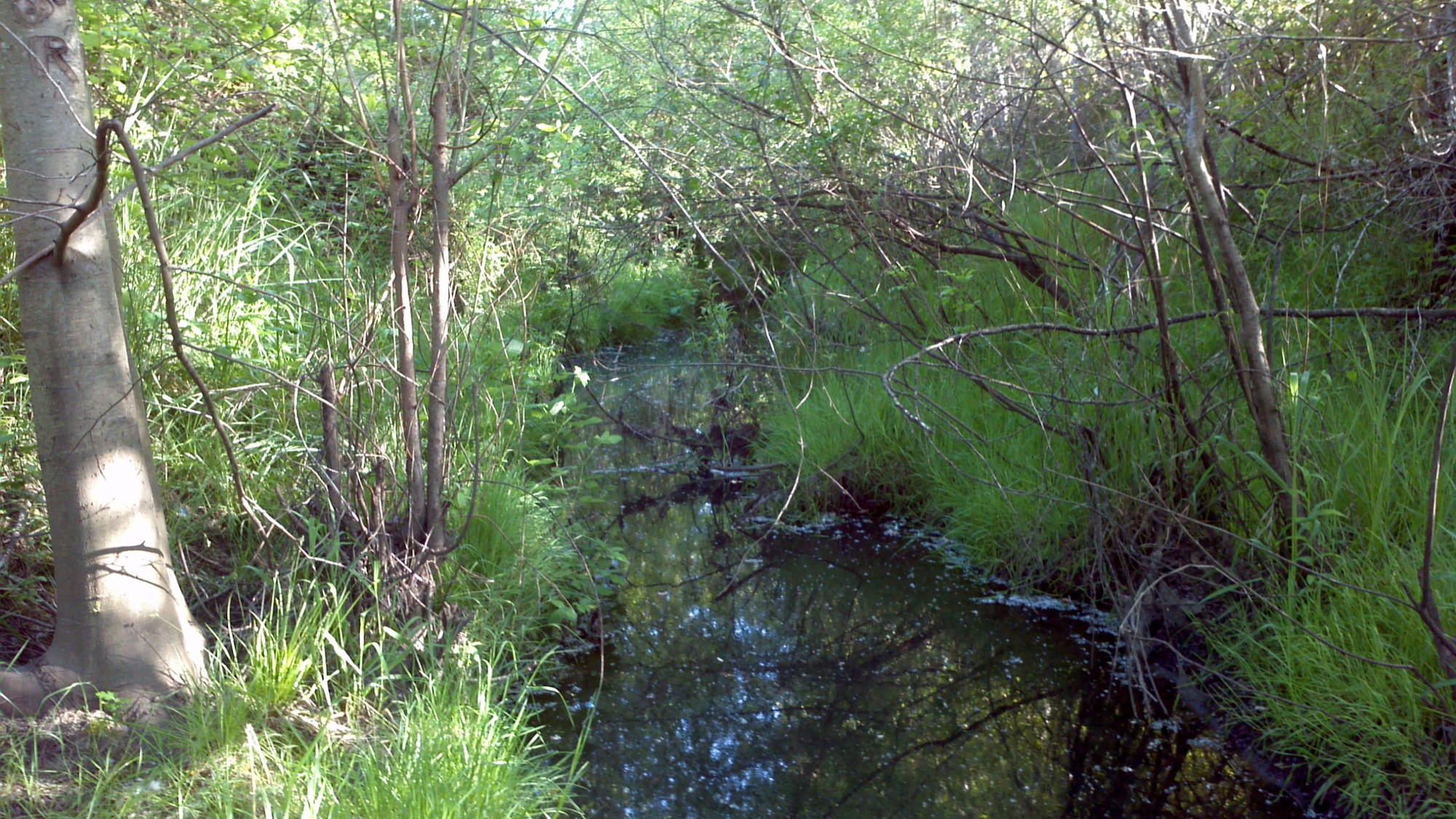 May contain: land, nature, outdoors, swamp, water, plant, vegetation, creek, stream, tree, and woodland