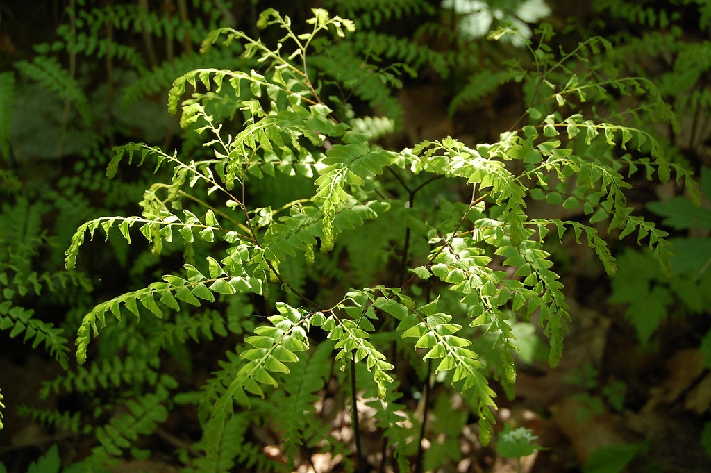 A lush green fern in sunlight with a shaded forest floor in the background.