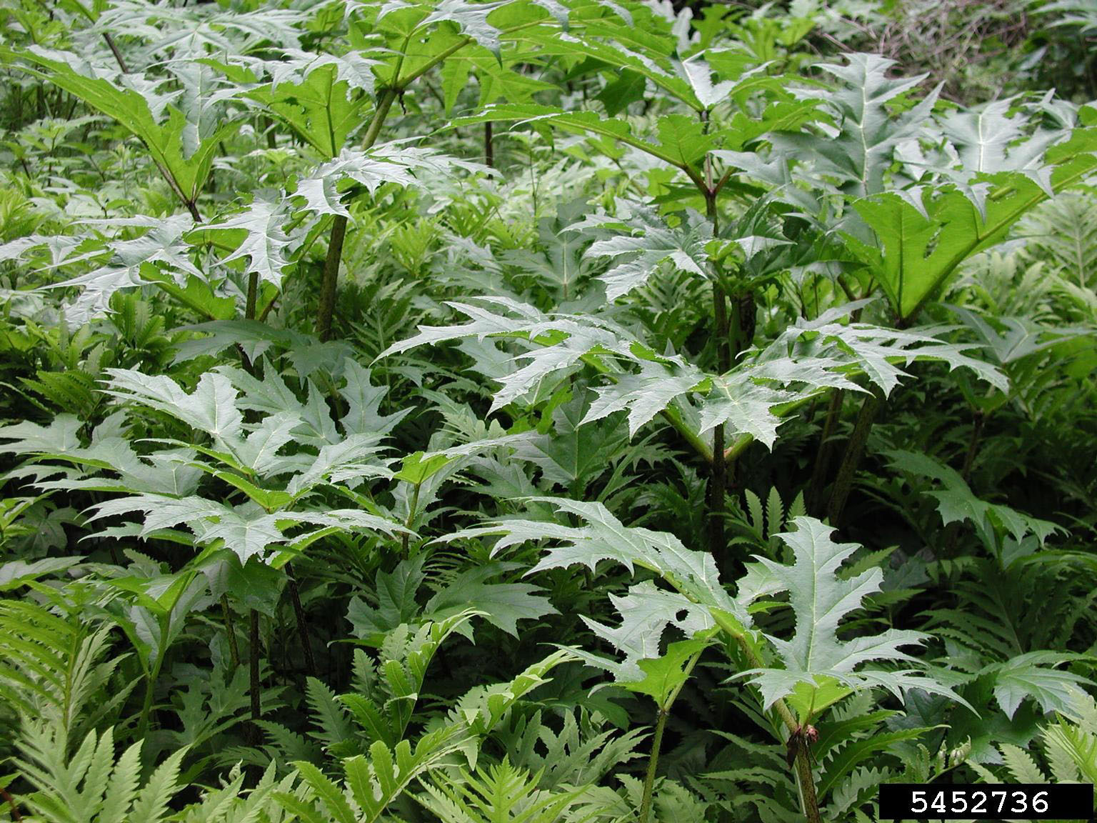 May contain: leaf, plant, vegetation, fern, herbal, herbs, tree, land, nature, outdoors, and rainforest