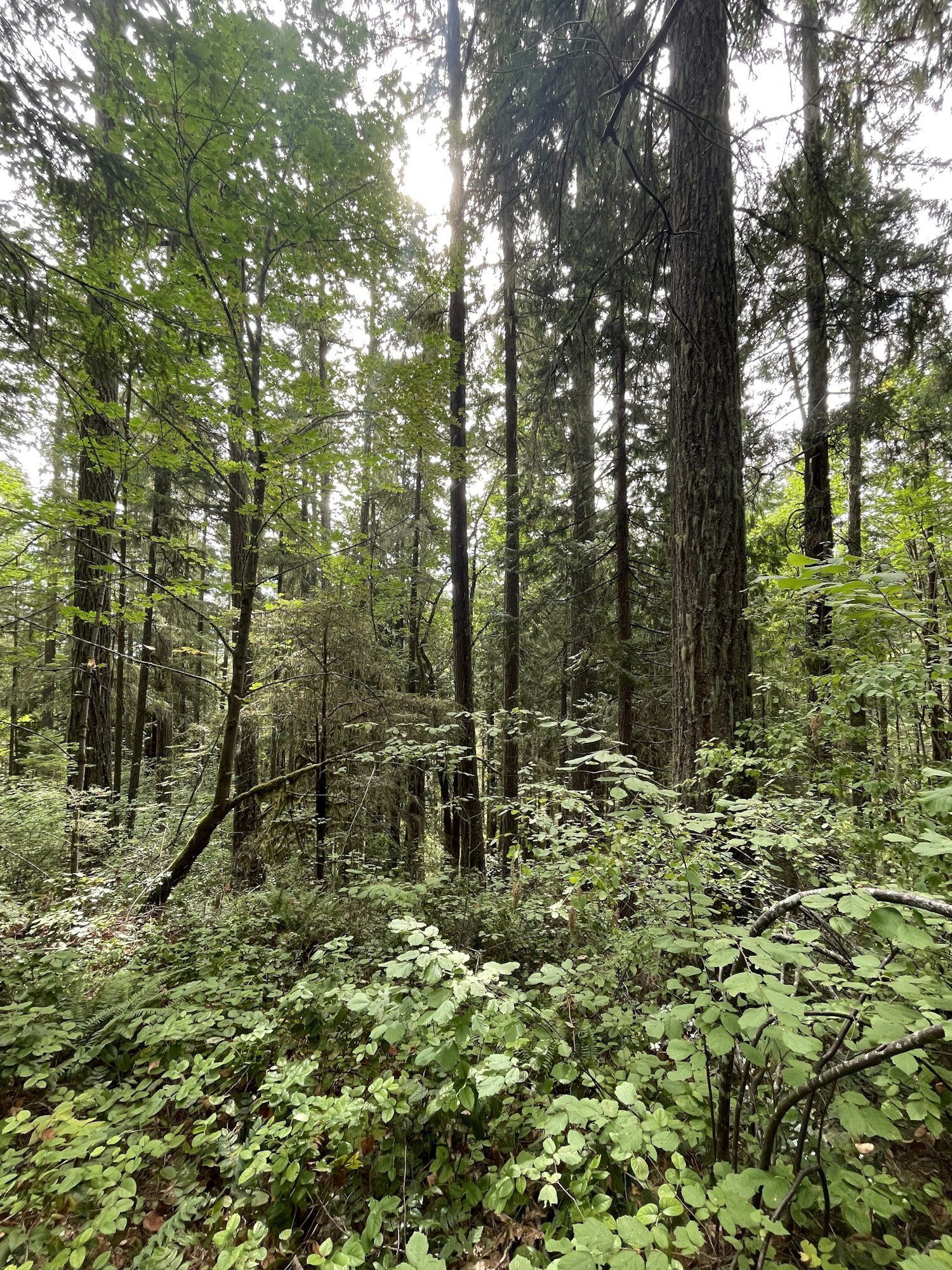 A dense forest with tall trees and lush green undergrowth.