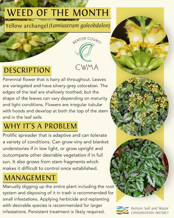 The Yellow Archangel is a problematic, adaptive weed with hairy, variegated leaves; management includes manual removal and herbicides.