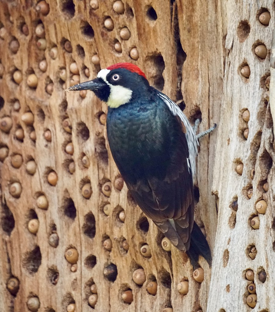 May contain: animal, beak, bird, woodpecker, and wood