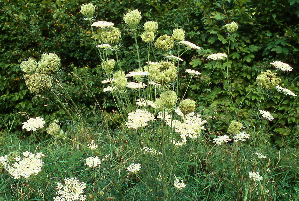 May contain: flower, plant, and apiaceae