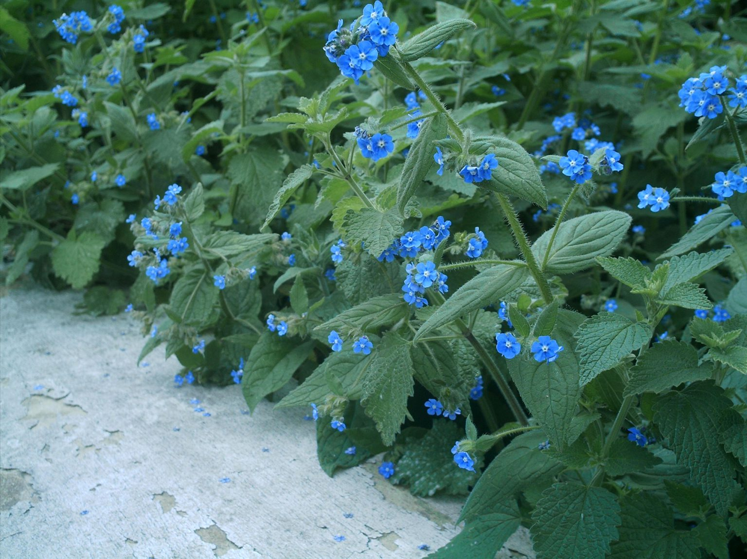 May contain: flower, geranium, plant, petal, herbal, herbs, vegetation, anemone, leaf, daisy, and acanthaceae