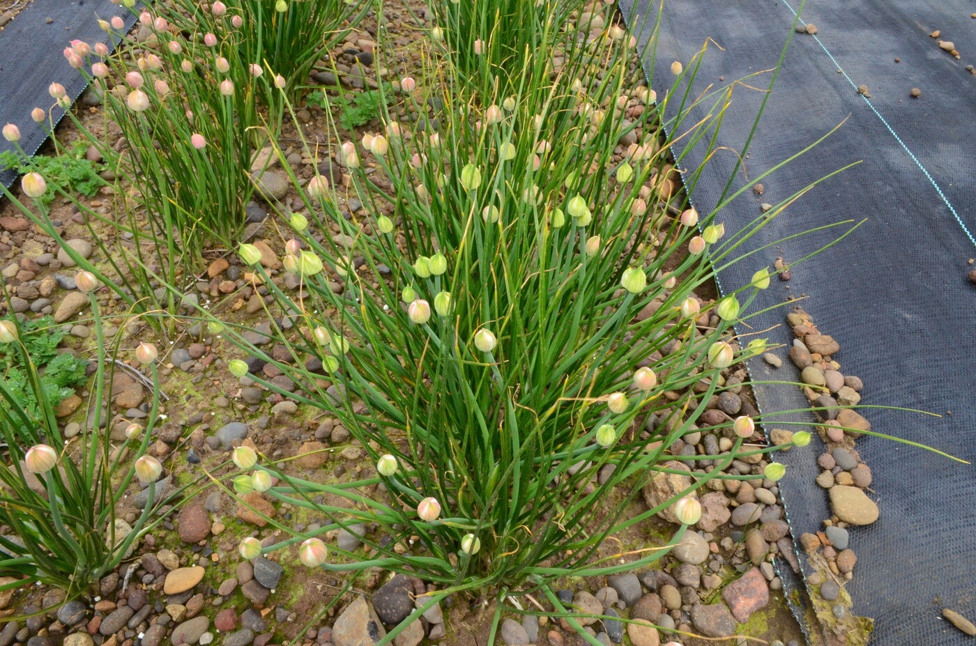 Green flowering plants with bulbous buds growing in a rocky garden bed.