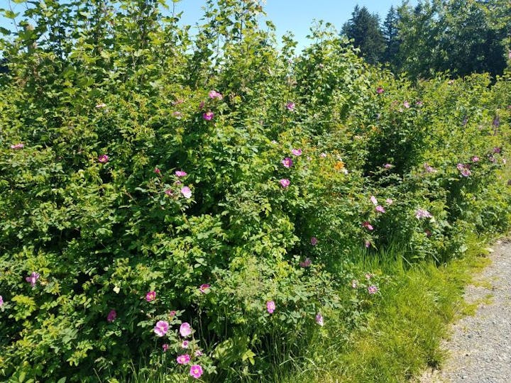 May contain: plant, vegetation, and bush