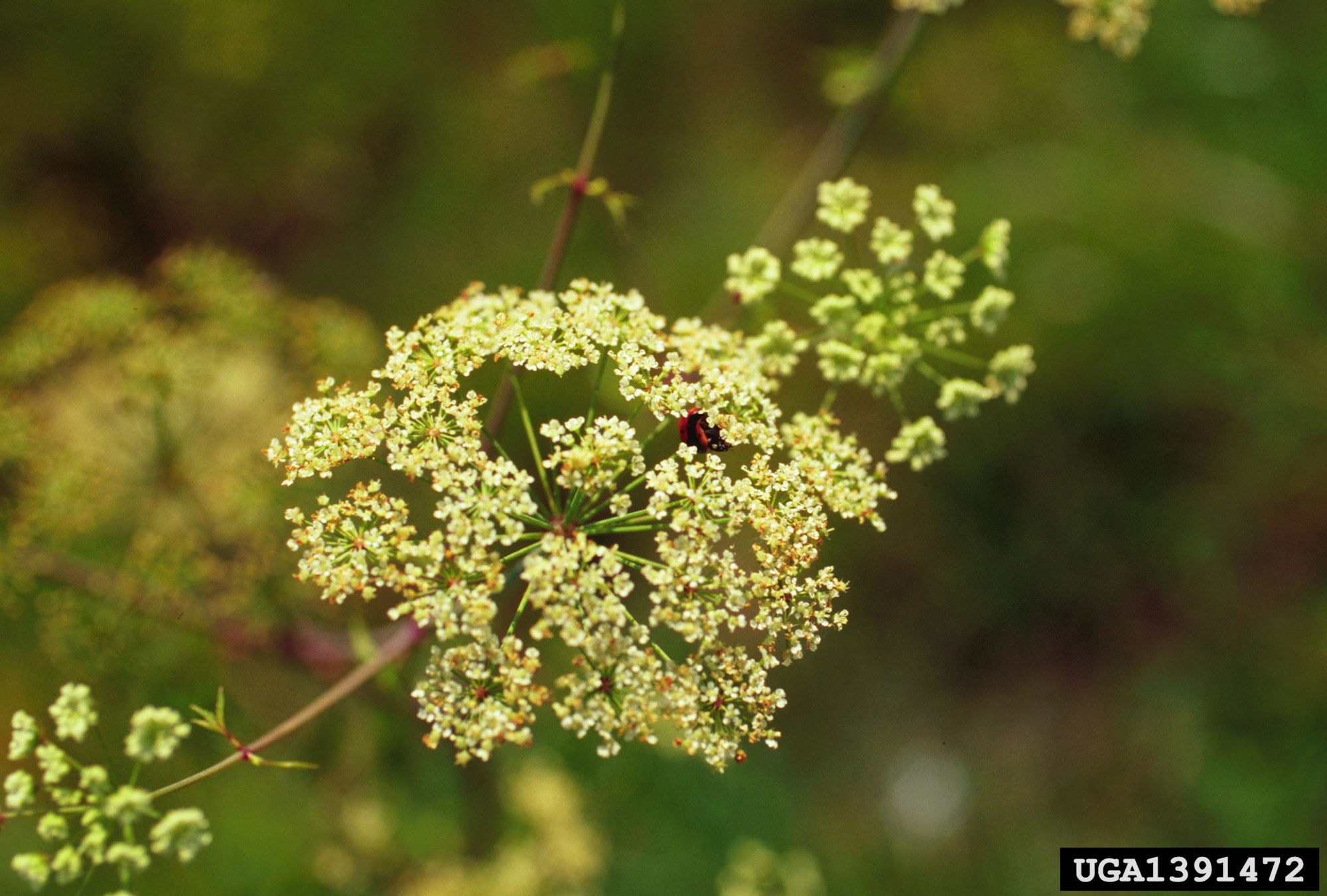 May contain: apiaceae, flower, and plant