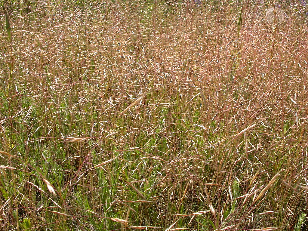 May contain: grass, plant, vegetation, agropyron, field, grassland, nature, and outdoors