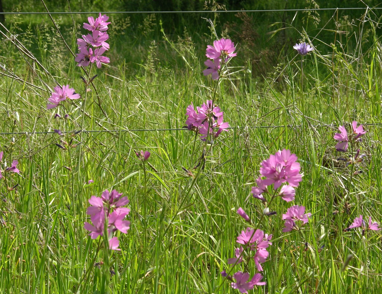 May contain: purple, flower, geranium, plant, field, grassland, nature, outdoors, petal, countryside, meadow, rural, vegetation, grass, anemone, and orchid