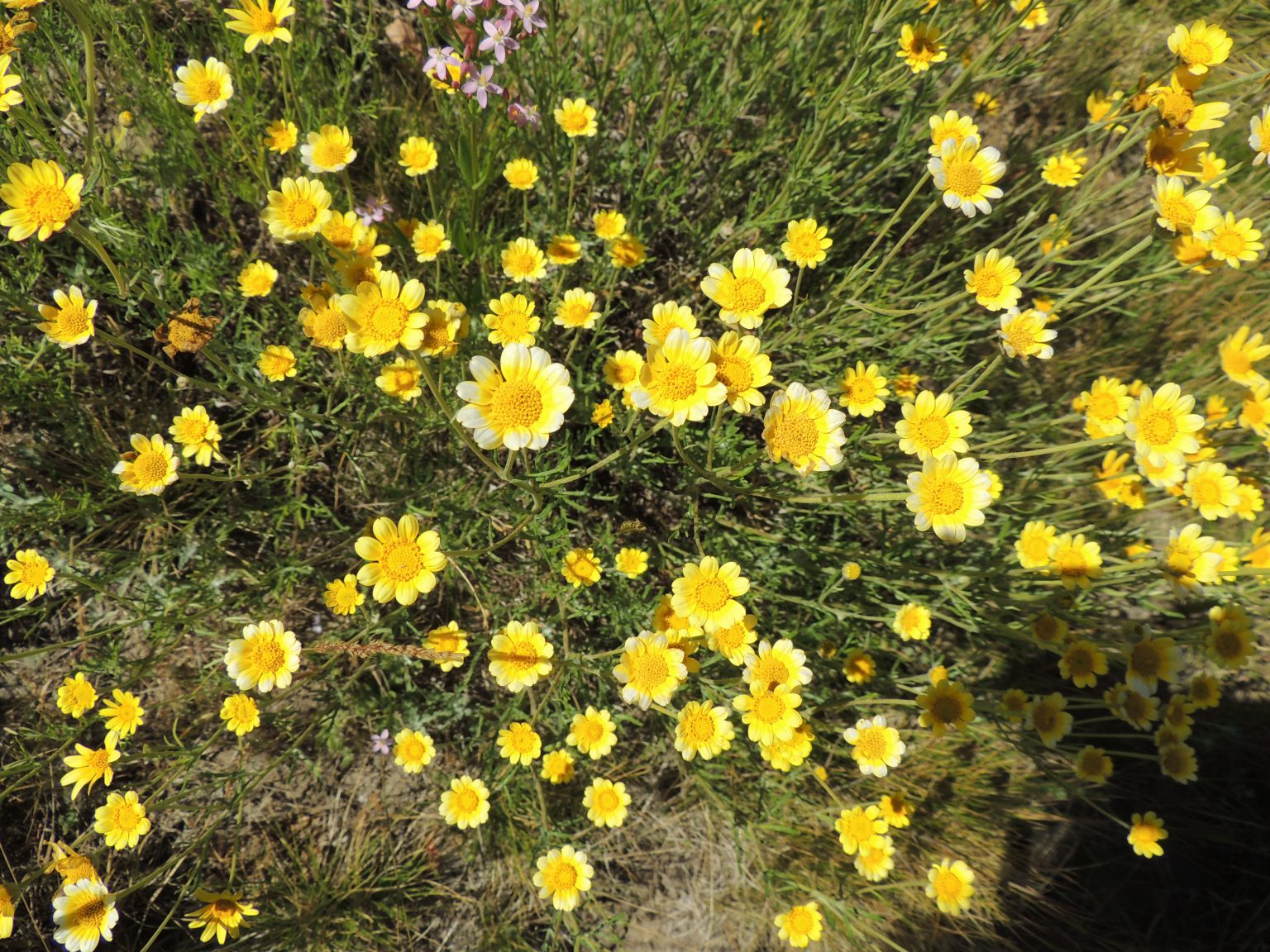 May contain: daisy, flower, plant, vegetation, petal, and anemone