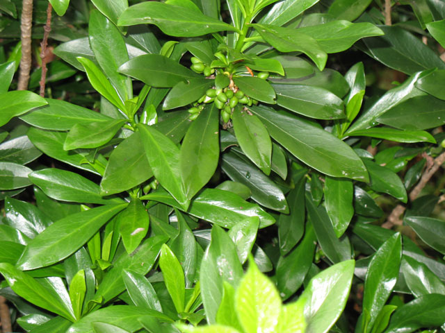 May contain: leaf, plant, herbal, herbs, vegetation, flower, tree, land, nature, outdoors, and rainforest