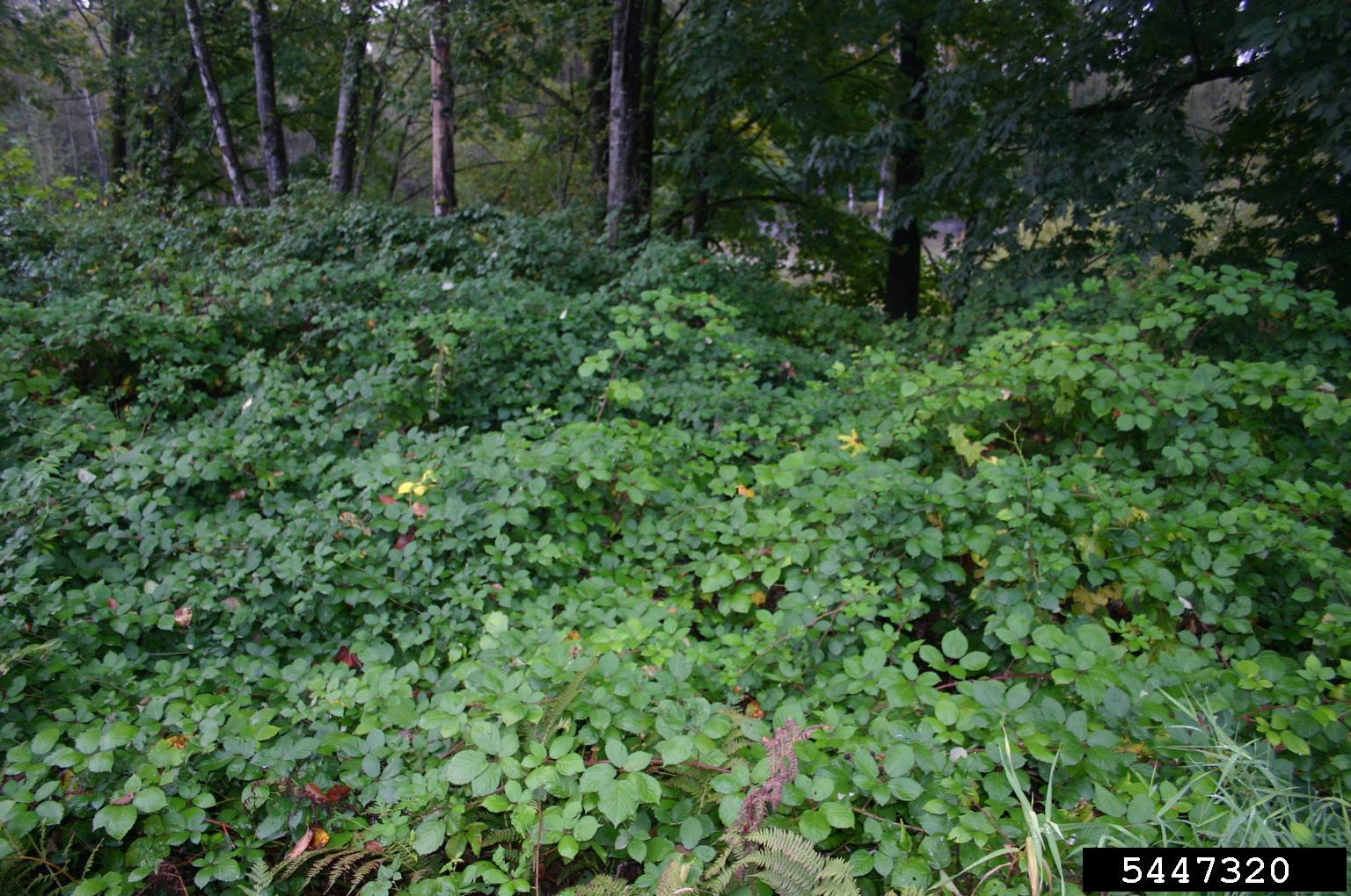 May contain: plant, vegetation, land, nature, outdoors, tree, woodland, grove, herbal, herbs, leaf, jungle, and rainforest