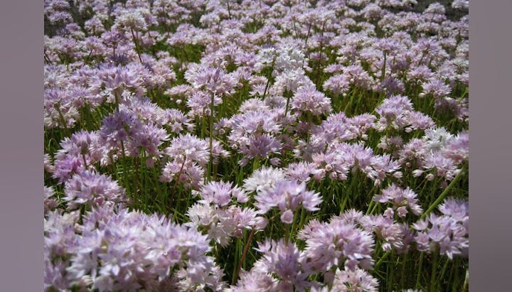 May contain: flower, plant, petal, vegetation, purple, and daisy