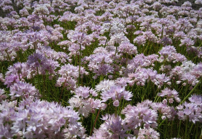 May contain: flower, plant, petal, vegetation, purple, and daisy