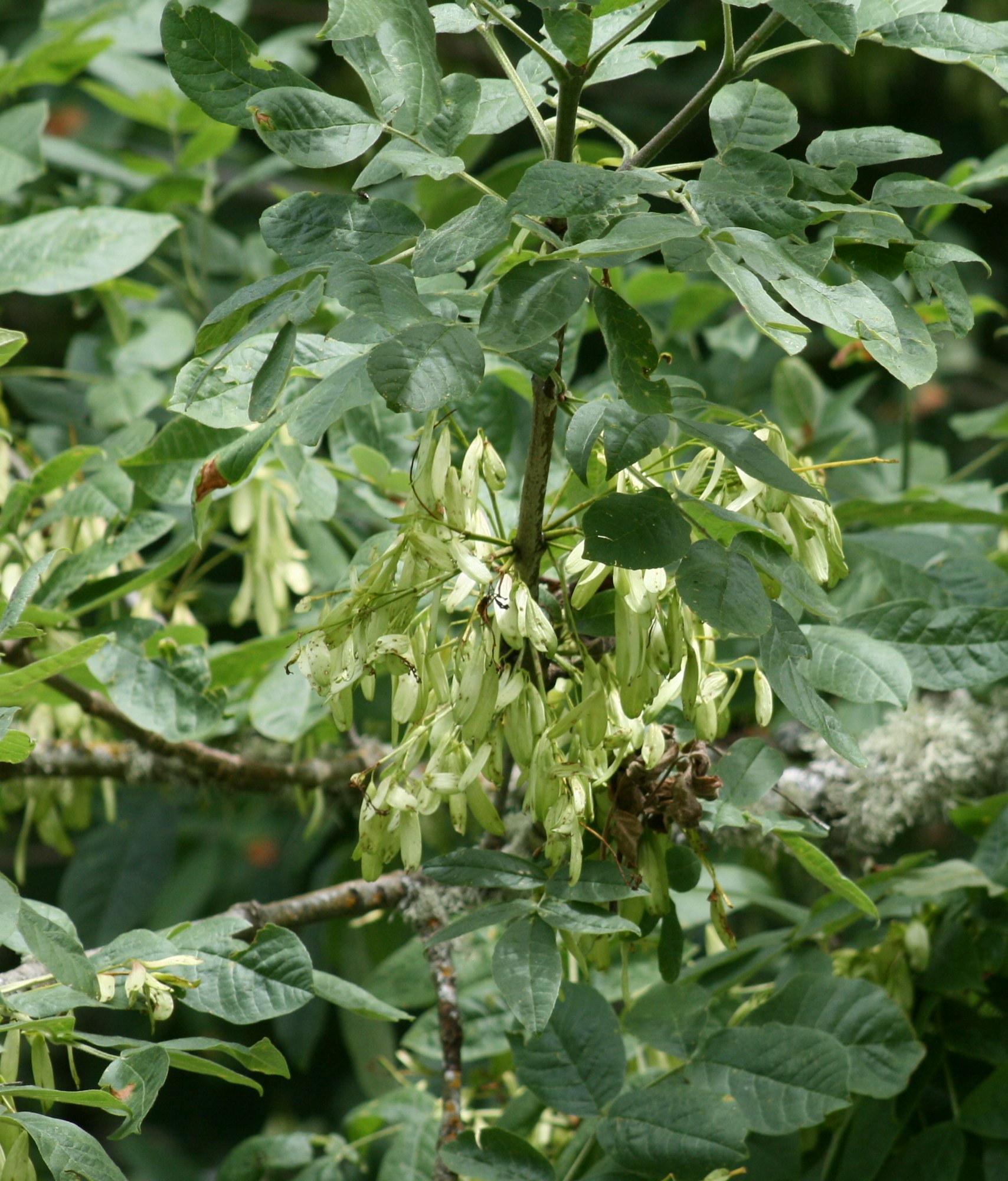 Green leafy plant with clusters of pale seed pods hanging from its branches.
