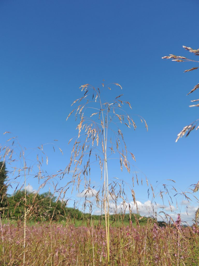 May contain: grass, plant, reed, vegetation, nature, outdoors, sky, tree, field, and grassland