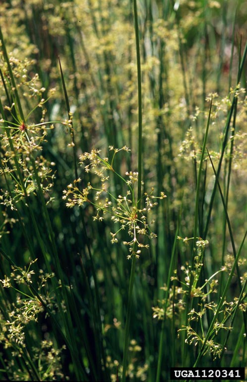 May contain: grass, plant, and vegetation