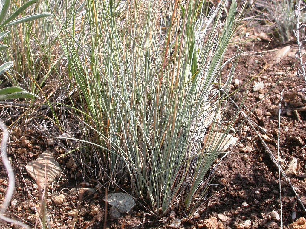 A clump of tall, thin grass growing in rocky soil.