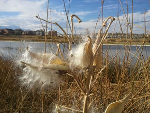 May contain: plant, reed, nature, outdoors, and scenery