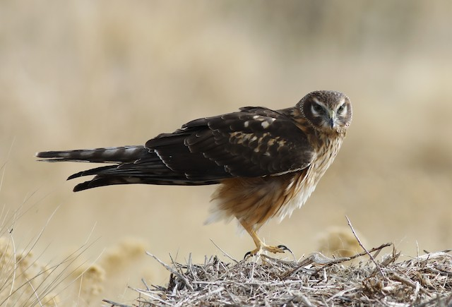 May contain: animal, bird, kite bird, hawk, and buzzard