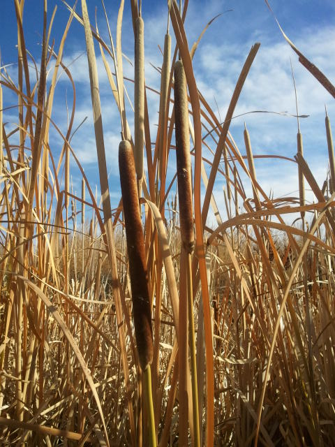 May contain: plant, vegetation, reed, grass, land, nature, and outdoors